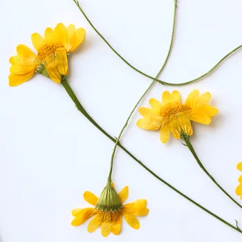 Preslenmiş Kurutulmuş Dahlberg papatya Çiçek Herbaryum Takı Kartpostal Yer İmi Çerçeve telefon kılıfı Yüz Makyaj Lambası Kartı DIY 11