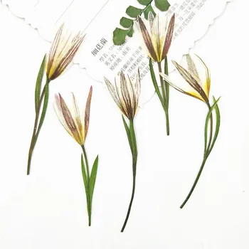 120 adet Preslenmiş Kurutulmuş zambak çiçeği Sapları ile Epoksi Reçine Takı Yapımı Kartpostal Fotoğraf Çerçevesi Zanaat DIY Aksesuarları 10