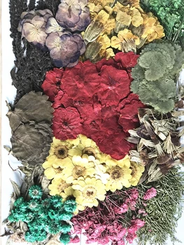 260 adet Çeşitli Preslenmiş Kurutulmuş Çiçekler Yaprak Bitki Herbaryum Takı Kartpostal Imi telefon kılıfı Davetiye Kartı DIY